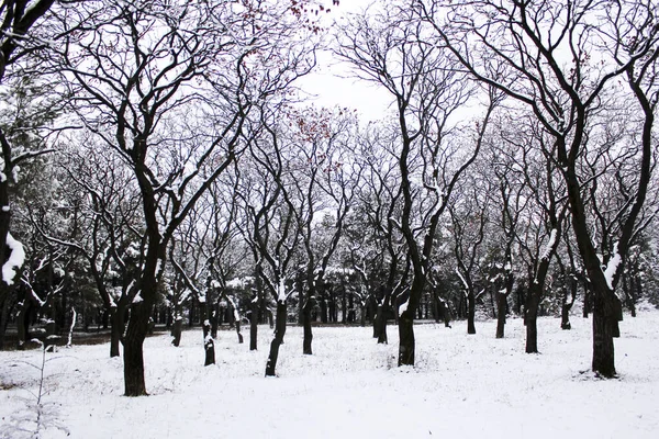 Schöne Winterlandschaft Mit Schnee — Stockfoto