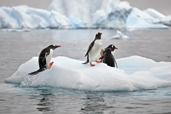 Gentoo Penguins Arctic — Stock Photo, Image