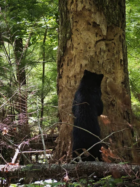 森林里的黑熊 — 图库照片
