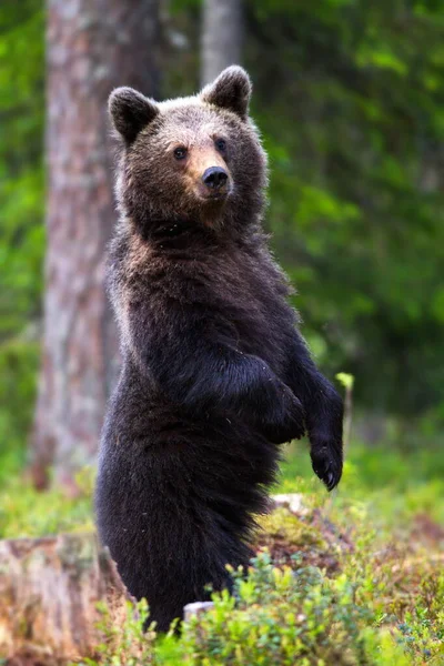 Niedźwiedź Brunatny Łące Lasu — Zdjęcie stockowe