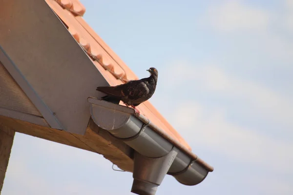 Pájaro Techo Ciudad — Foto de Stock