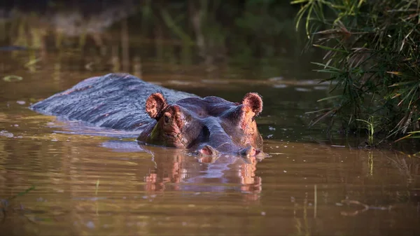 Hippopotame Dans Eau Rivière — Photo