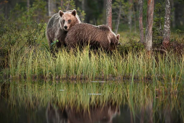 Brunbjörnar Den Vilda Naturen — Stockfoto