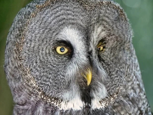 Cerca Pájaro — Foto de Stock