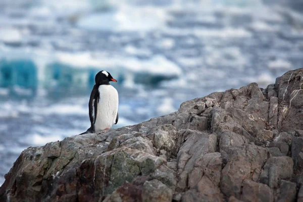Pingwin Gentoo Plaży — Zdjęcie stockowe