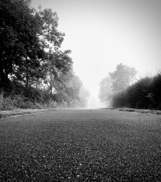 Bela Paisagem Com Uma Árvore Uma Floresta — Fotografia de Stock