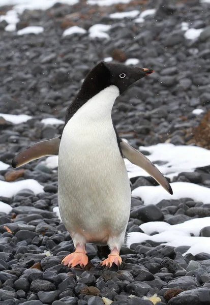 Pinguim Gentoo Neve — Fotografia de Stock