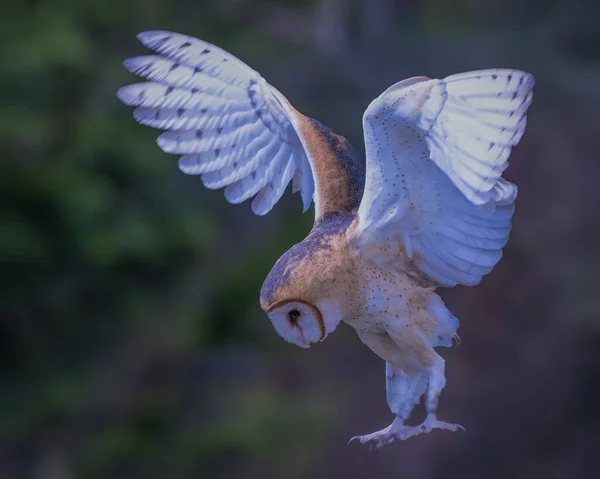 Aussichtsreiche Aussicht Auf Schöne Vögel Der Natur — Stockfoto