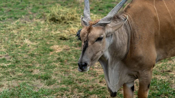 Een Bruine Witte Geit Wei — Stockfoto