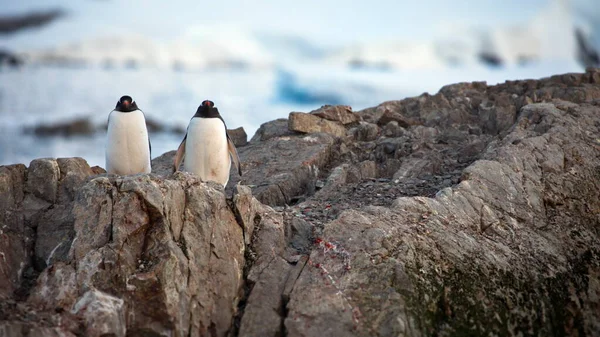 Gentoo Pingvin Strandon — Stock Fotó