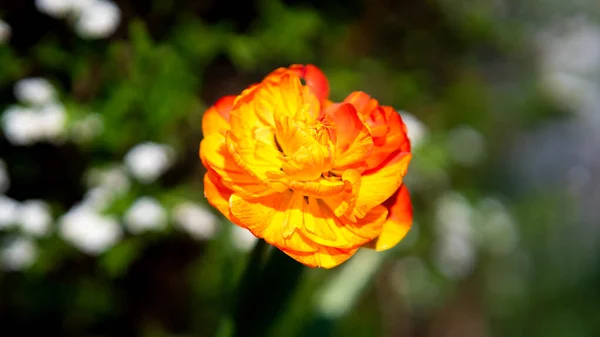 Bahçedeki Güzel Sarı Çiçek — Stok fotoğraf