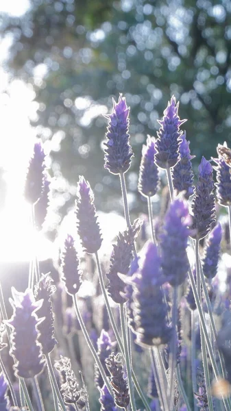 Vackra Lavendel Blommor Fältet — Stockfoto