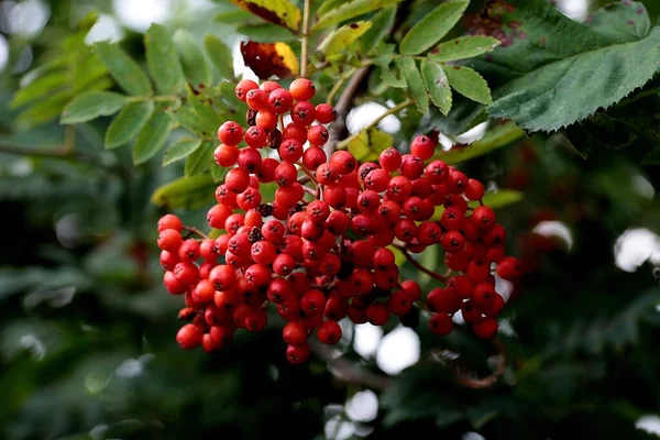 Rote Beeren Eines Baumes Garten — Stockfoto