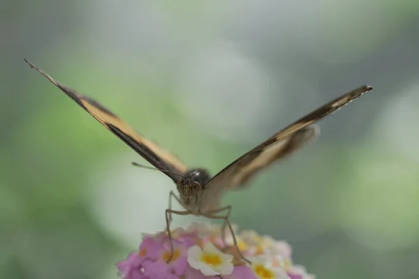Όμορφη Πεταλούδα Ένα Λουλούδι — Φωτογραφία Αρχείου