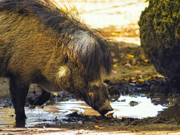 Gros Plan Ours Brun Dans Eau — Photo