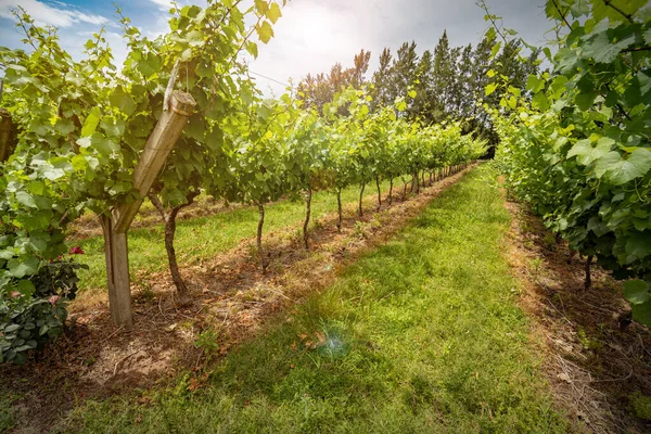 Weinberg Auf Dem Land — Stockfoto