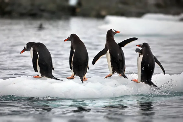 Grupo Pinguins Neve — Fotografia de Stock