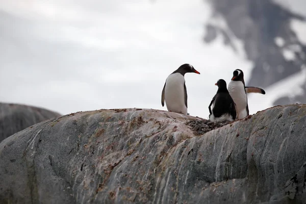 Pingüino Gentoo Playa — Foto de Stock