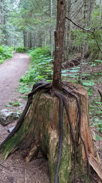 Una Hermosa Foto Bosque Bosque —  Fotos de Stock