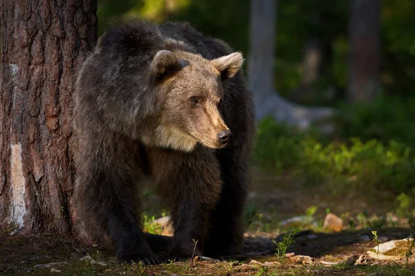 Niedźwiedzie Brunatne Naturze — Zdjęcie stockowe