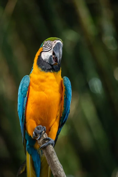 Detailní Záběr Krásného Macaw Ptáka — Stock fotografie