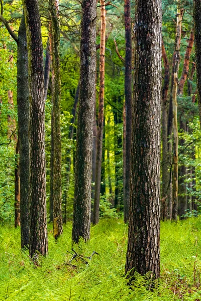 Beau Paysage Forestier Avec Arbres Herbe Verte — Photo