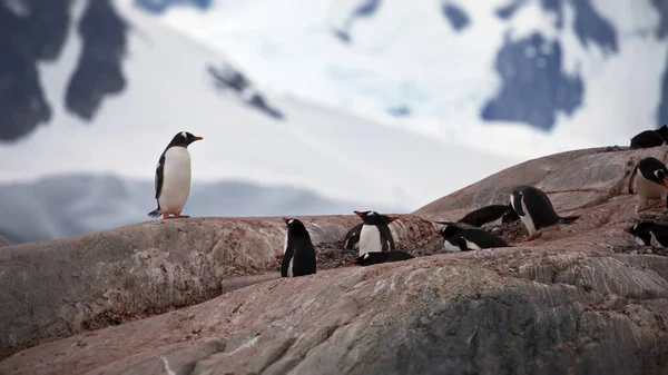 Kardaki Gentoo Pengueni — Stok fotoğraf