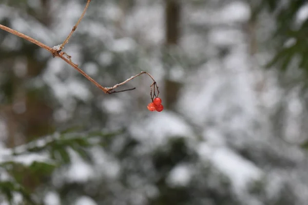 森の木の枝に赤い果実があり — ストック写真