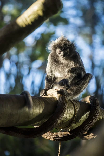 Mono Sentado Árbol — Foto de Stock