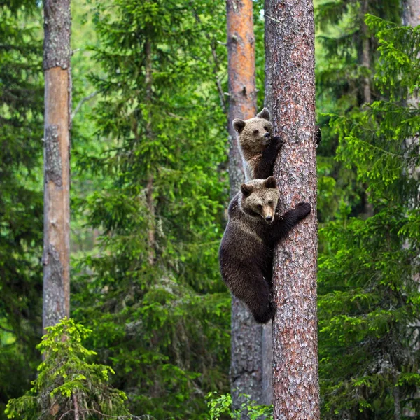 Бурые Медведи Дикой Природе — стоковое фото
