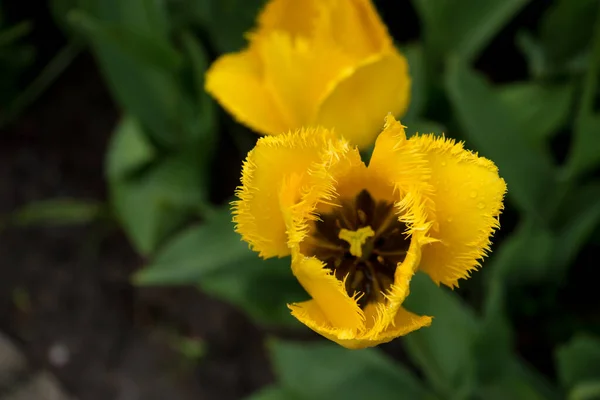 Schöne Bunte Gelbe Tulpenblumen Mit Schönem Hintergrund Einem Frühlingstag — Stockfoto