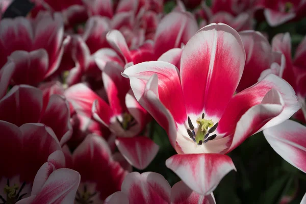 Fleurs Tulipes Roses Blanches Dans Jardin Lisse Pays Bas Europe — Photo