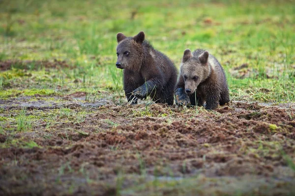 Ours Bruns Dans Nature Sauvage — Photo