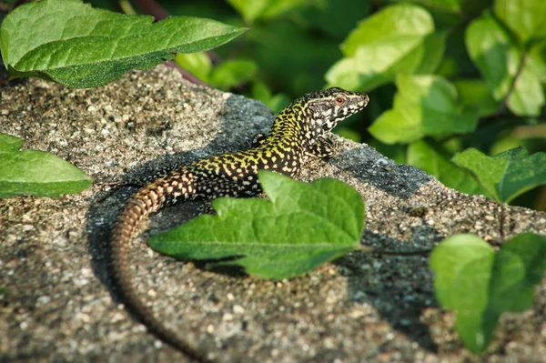 Lagarto Jardín — Foto de Stock