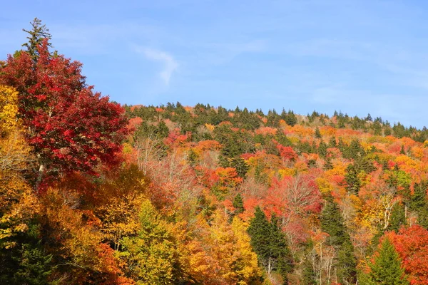 Осенний Пейзаж Красочными Деревьями — стоковое фото