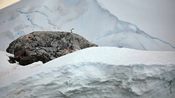 Une Belle Photo Une Jeune Femme Dans Une Montagne Enneigée — Photo