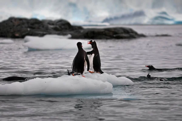 Pingüinos Gentoo Mar —  Fotos de Stock