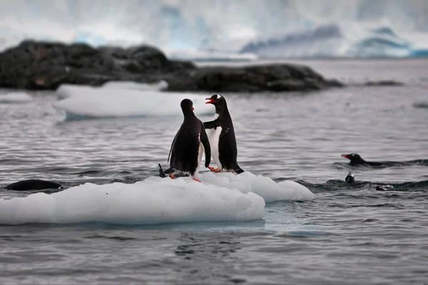 Gentoo Penguenleri Denizde — Stok fotoğraf