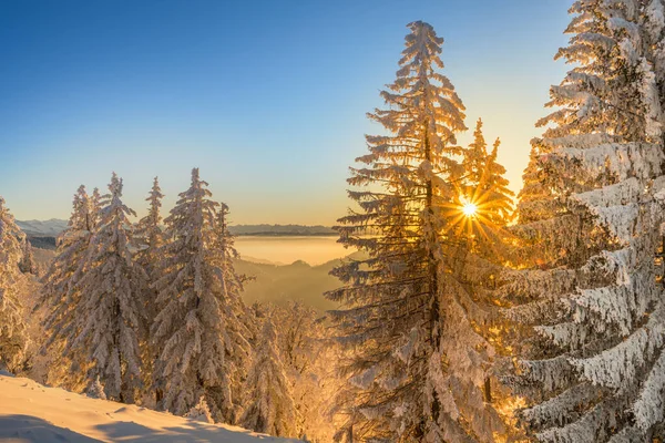 Beautiful Winter Landscape Snow Covered Trees — Stock Photo, Image