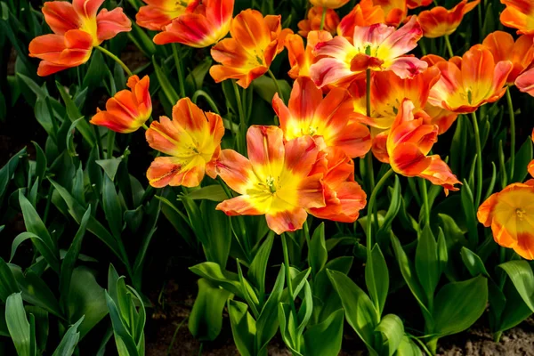 Flores Tulipa Vermelha Amarela Jardim Lisse Holanda Europa Dia Brilhante — Fotografia de Stock