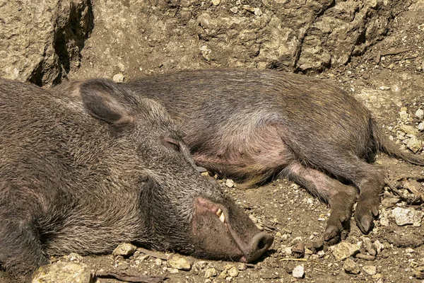 一只棕色的猪躺在岩石上的特写镜头 — 图库照片
