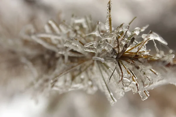 Bevroren Gras Het Bos — Stockfoto