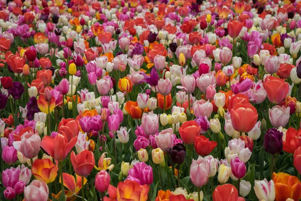 Belles Fleurs Tulipes Colorées Avec Beau Fond Sur Jour Printemps — Photo