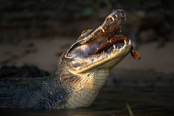 Nahaufnahme Eines Krokodils Wasser — Stockfoto