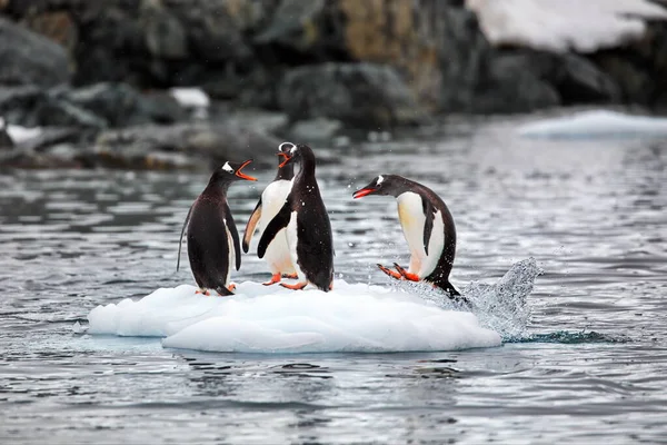 Pinguini Gentoo Nel Mare — Foto Stock