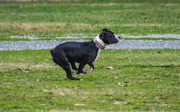Черная Собака Парке — стоковое фото