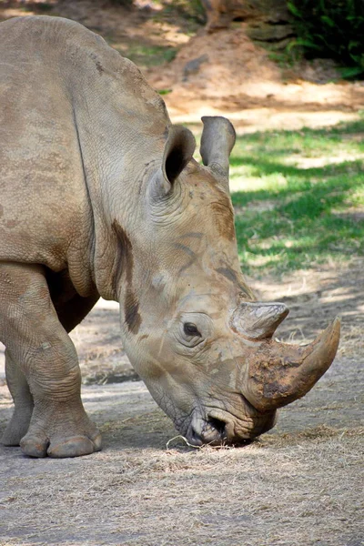 Крупним Планом Знімок Носорога Національному Парку Крюгер — стокове фото