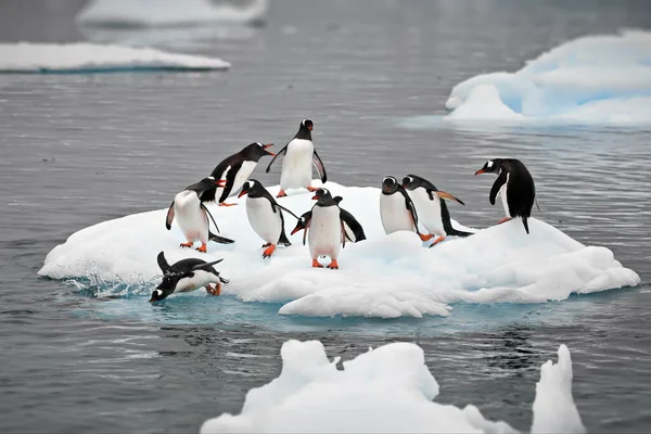 Två Pingviner Stranden — Stockfoto
