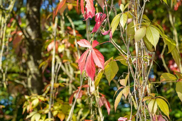 Rote Und Gelbe Herbstblätter Auf Grünem Laub Nahaufnahme — Stockfoto