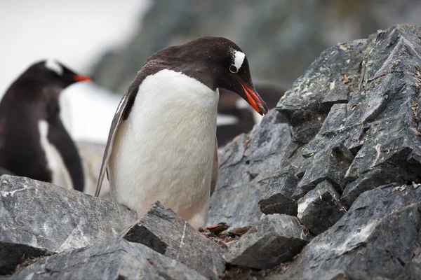 Gentoo Pingvin Strandon — Stock Fotó